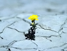 Fleur poussant dans un sol aride